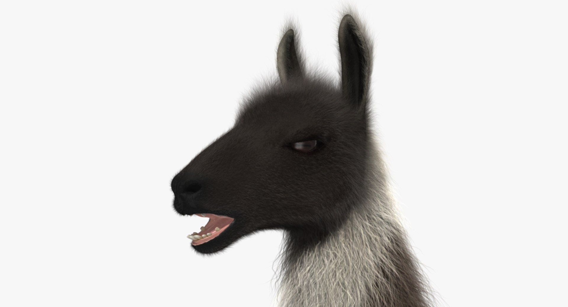 llama shave haircut 3d obj https://p.turbosquid.com/ts-thumb/ab/9FLmYN/1gk5a9uB/rp03/jpg/1469095255/1920x1080/fit_q87/0c641521f1aac5c929045c0828593f92a85daaf4/rp03.jpg