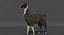 Llama