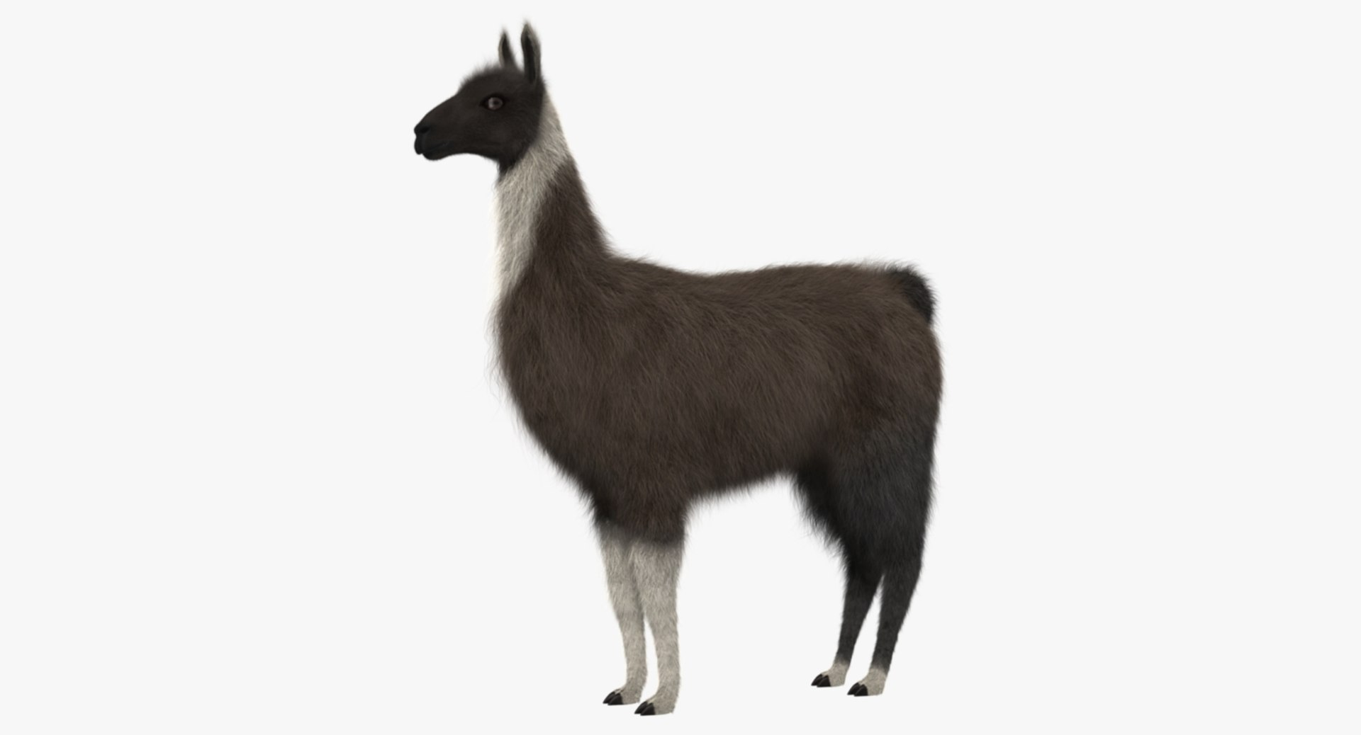 llama shave haircut 3d obj https://p.turbosquid.com/ts-thumb/ab/9FLmYN/FQMQQWoZ/r00/jpg/1469104139/1920x1080/fit_q87/f6b71e160256caa535d8b09571bd1a365f520a38/r00.jpg