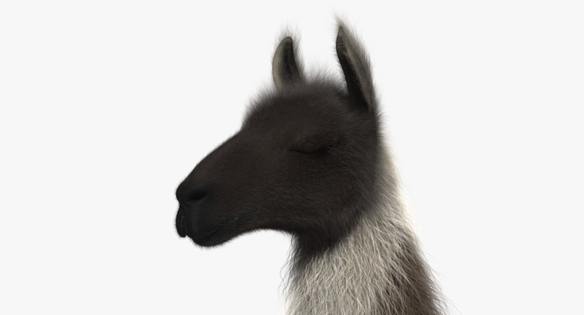 llama shave haircut 3d obj https://p.turbosquid.com/ts-thumb/ab/9FLmYN/ND0WlQwk/rp02/jpg/1469095255/1920x1080/fit_q87/93e925cdf5f2c1f14ebbf06c8be7d5f0d063a13d/rp02.jpg
