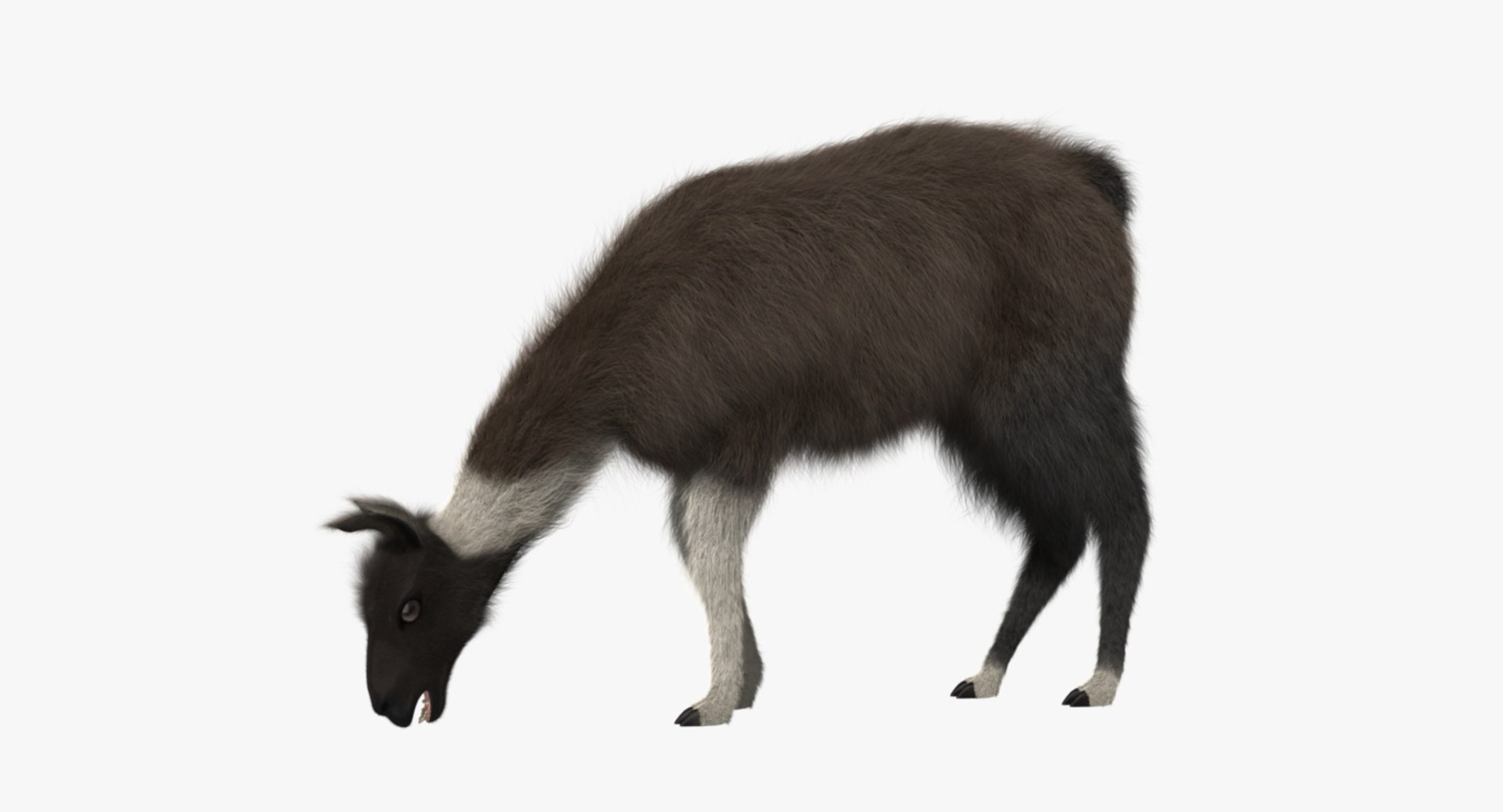 llama shave haircut 3d obj https://p.turbosquid.com/ts-thumb/ab/9FLmYN/NuUSIe1g/rp10/jpg/1469095255/1920x1080/fit_q87/c02f0a764fc2f12daf60d604c2e90f3e099c4e60/rp10.jpg