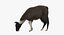 Llama