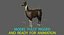 Llama