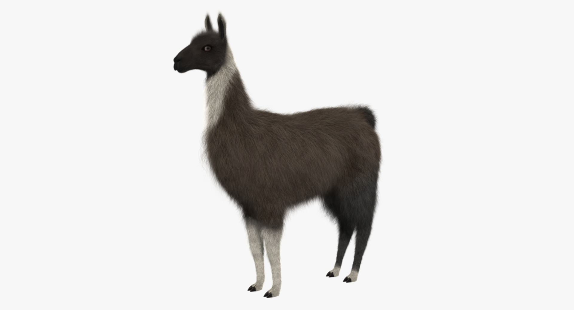 llama shave haircut 3d obj https://p.turbosquid.com/ts-thumb/ab/9FLmYN/Vzqfkf52/llama_rot/jpg/1469093727/1920x1080/turn_fit_q99/bc4e30dfd946a0a2ecb0d8357d8a22a360309af5/llama_rot-1.jpg