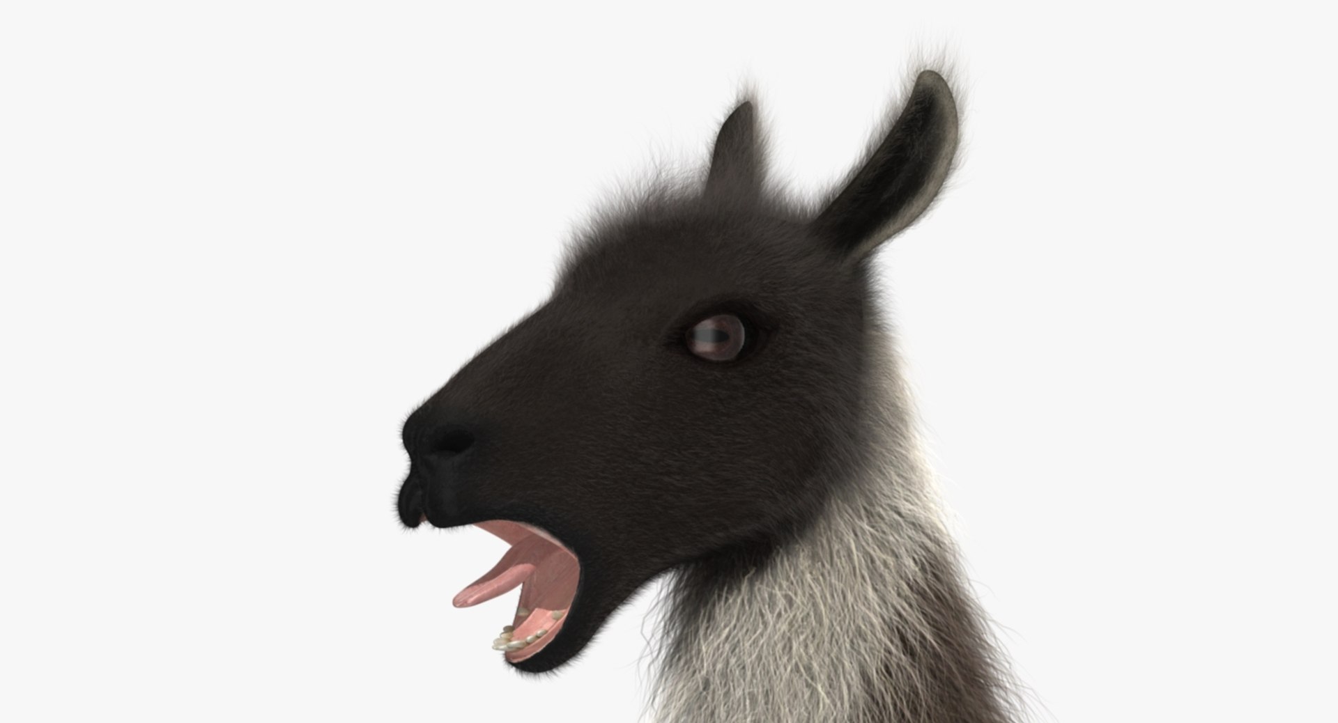 llama shave haircut 3d obj https://p.turbosquid.com/ts-thumb/ab/9FLmYN/iYABUVwc/rp01/jpg/1469095255/1920x1080/fit_q87/eb17125245c413af47183c2da530f1a56144e413/rp01.jpg