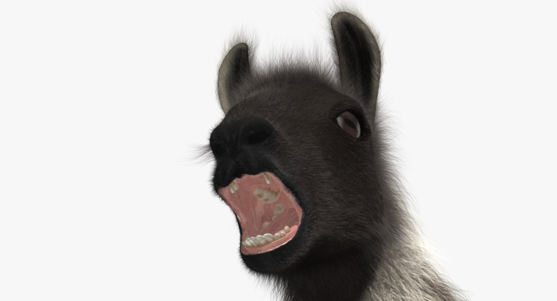 llama shave haircut 3d obj https://p.turbosquid.com/ts-thumb/ab/9FLmYN/o6ACSoFE/rp07/jpg/1469095255/1920x1080/fit_q87/e767f32ea32f5eb18f3a9cd990db38100fb34d47/rp07.jpg