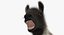 Llama
