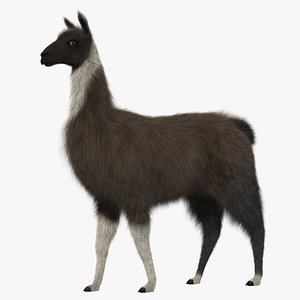 Llama