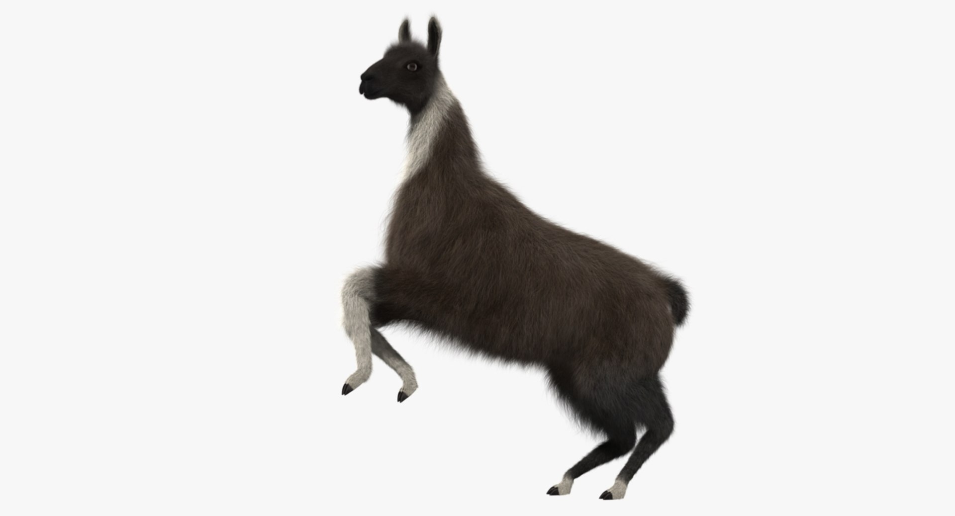 llama shave haircut 3d obj https://p.turbosquid.com/ts-thumb/ab/9FLmYN/xTDNBmfS/rp09/jpg/1469095255/1920x1080/fit_q87/a57003a5c595936a483fb6dc1bad3c4a69d8ab1a/rp09.jpg