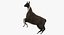 Llama