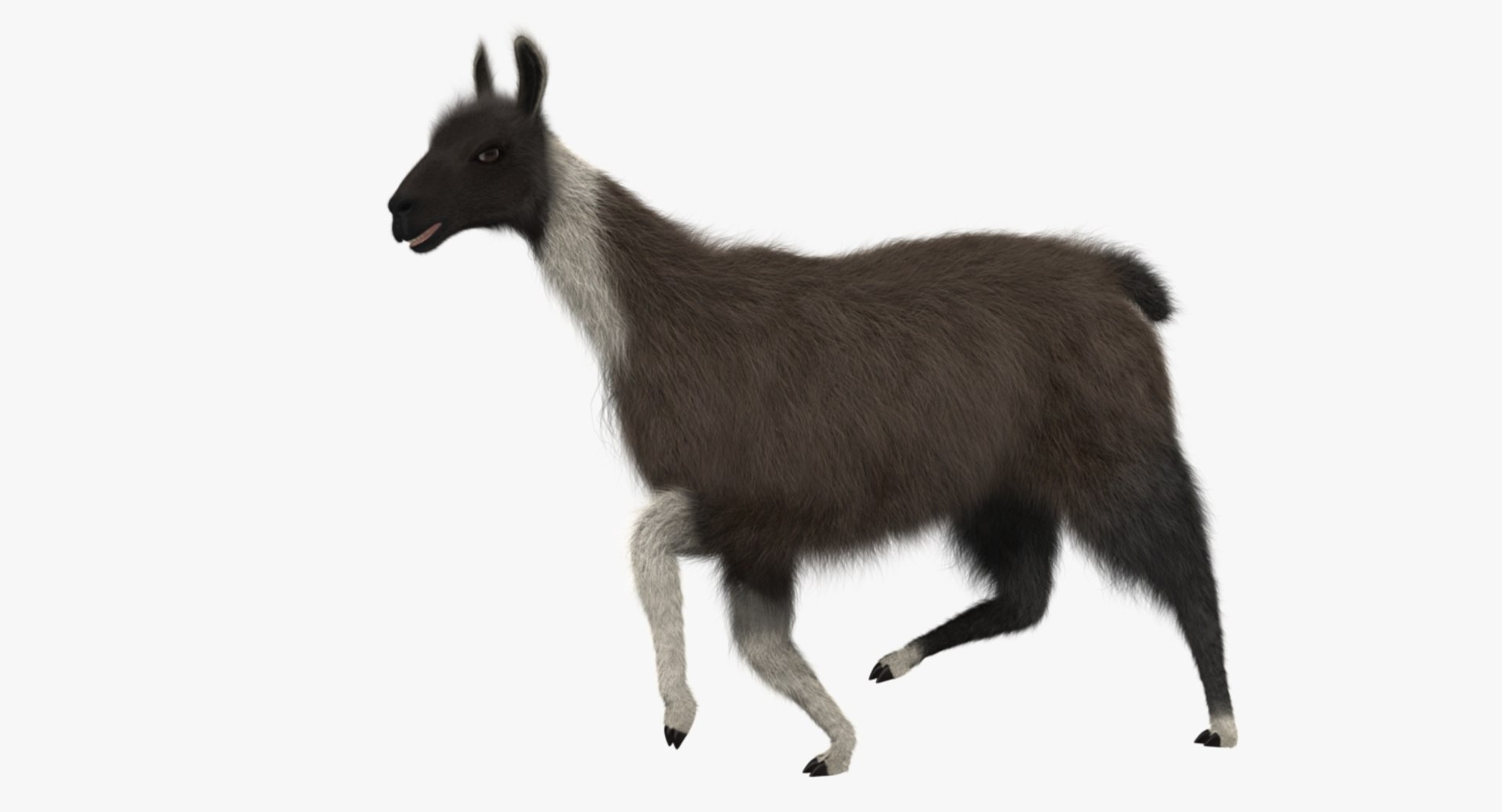 llama shave haircut 3d obj https://p.turbosquid.com/ts-thumb/ab/9FLmYN/zQToKBCF/rp08/jpg/1469095255/1920x1080/fit_q87/53556eaf0ee21c19aaee37f5e46bb053ea637b0c/rp08.jpg