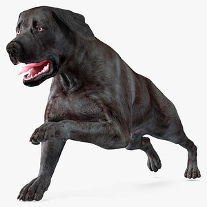 Black Labrador Dog Running Animated Rigged