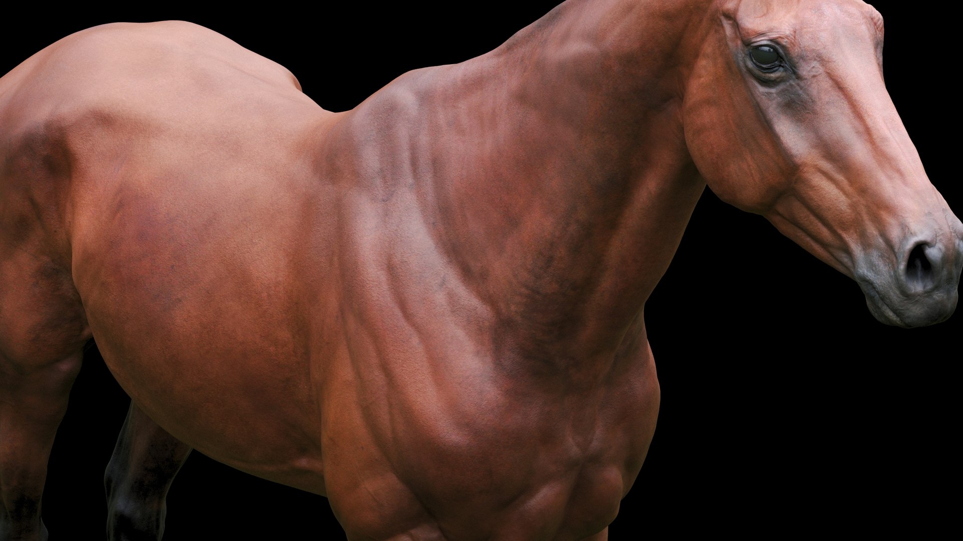 Horse Textured  VFX MUSCLE SIMULATION model https://p.turbosquid.com/ts-thumb/ab/PpinRO/7O/6g/jpg/1624990931/1920x1080/fit_q87/b4825b42ed3334ae4b63945dd9b0223c856893ad/6g.jpg