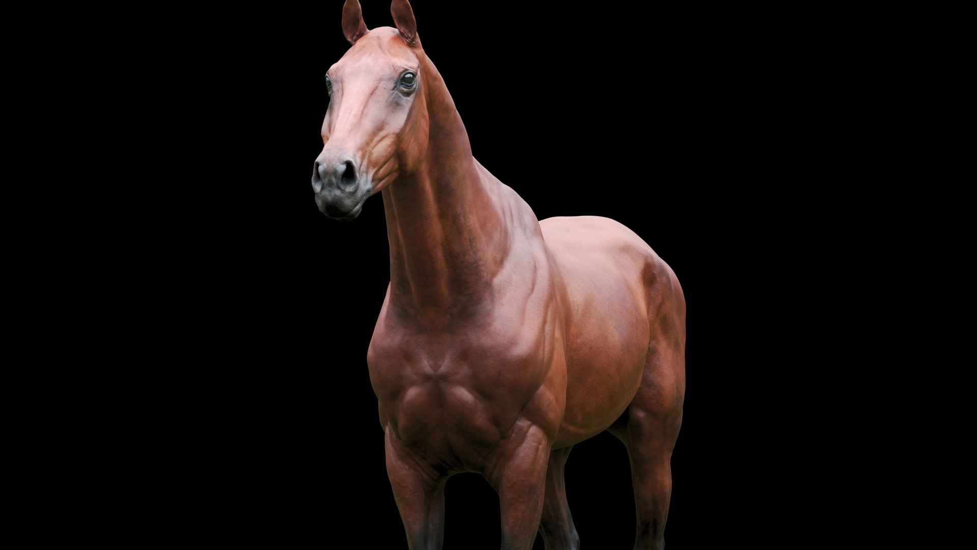 Horse Textured  VFX MUSCLE SIMULATION model https://p.turbosquid.com/ts-thumb/ab/PpinRO/8a/7g/jpg/1624990931/1920x1080/fit_q87/aafb7a934caa02a5d169419c25c88ee44fa36b1f/7g.jpg