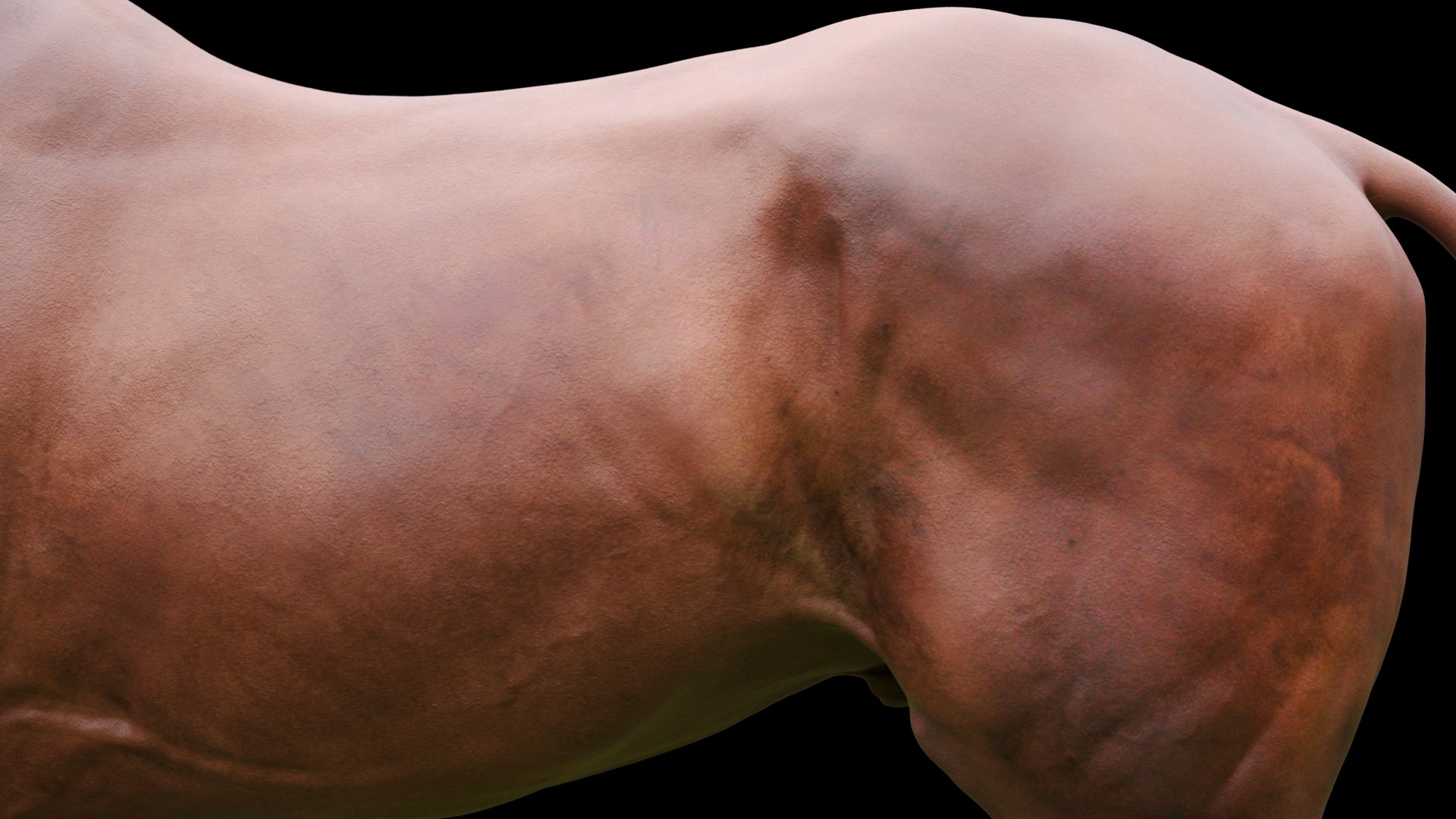 Horse Textured  VFX MUSCLE SIMULATION model https://p.turbosquid.com/ts-thumb/ab/PpinRO/9o/25_exp2g/jpg/1624991099/1920x1080/fit_q87/75438815aca100cec4e5bb9863f70487de68e2d6/25_exp2g.jpg