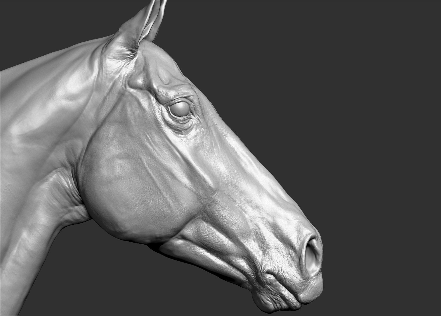 Horse Textured  VFX MUSCLE SIMULATION model https://p.turbosquid.com/ts-thumb/ab/PpinRO/AB/10.jpge9da80d3a4974936901e1588f8601fa5zoom/jpg/1624991162/1920x1080/fit_q87/aa74a8a958398d005fd56280cf5255d41e0c83ff/10.jpge9da80d3a4974936901e1588f8601fa5zoom.jpg