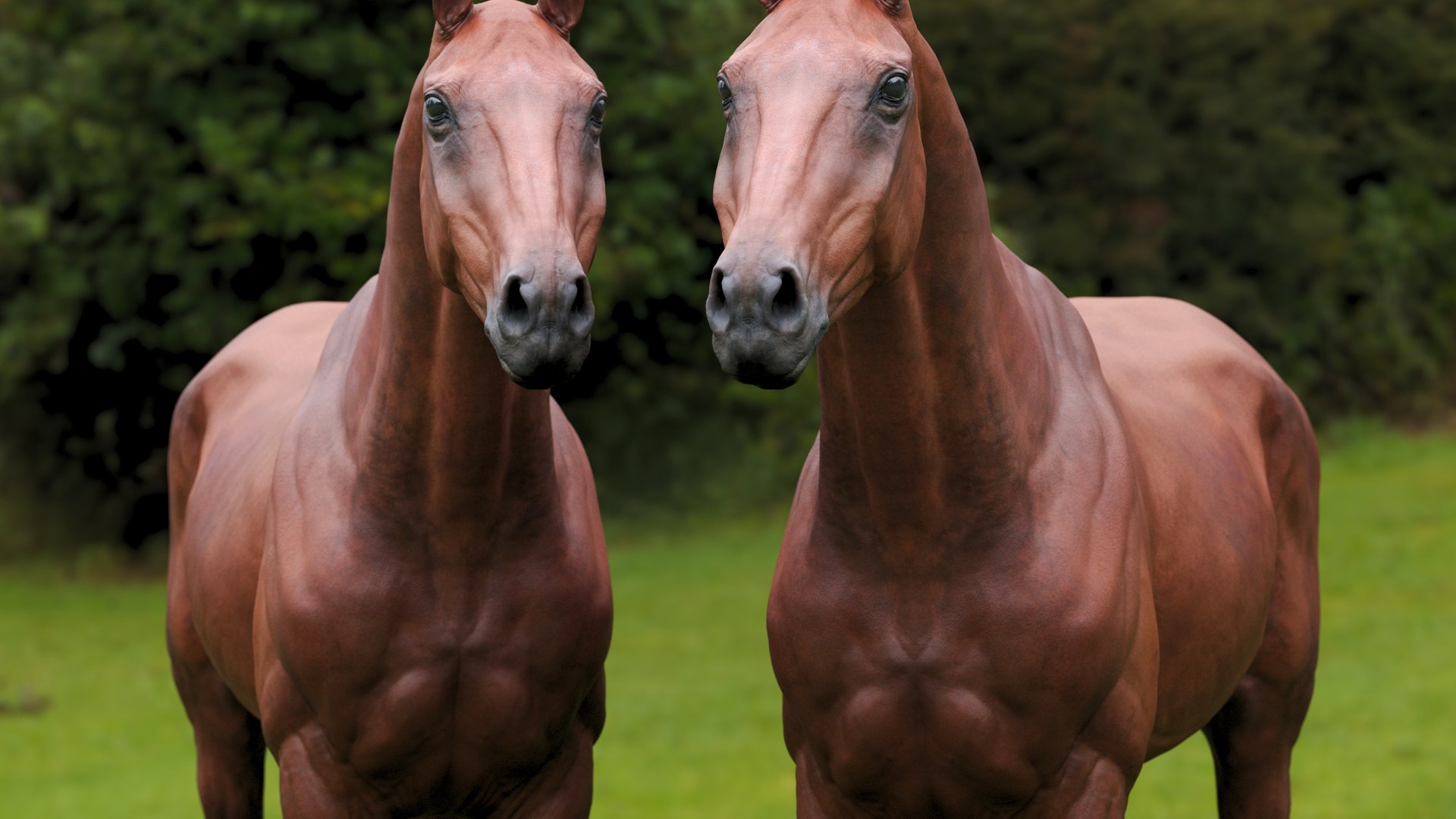 Horse Textured  VFX MUSCLE SIMULATION model https://p.turbosquid.com/ts-thumb/ab/PpinRO/KL/20g/jpg/1624990930/1920x1080/fit_q87/f1ba53ef7e1f7bf93a2823589afd50f1f30790f9/20g.jpg