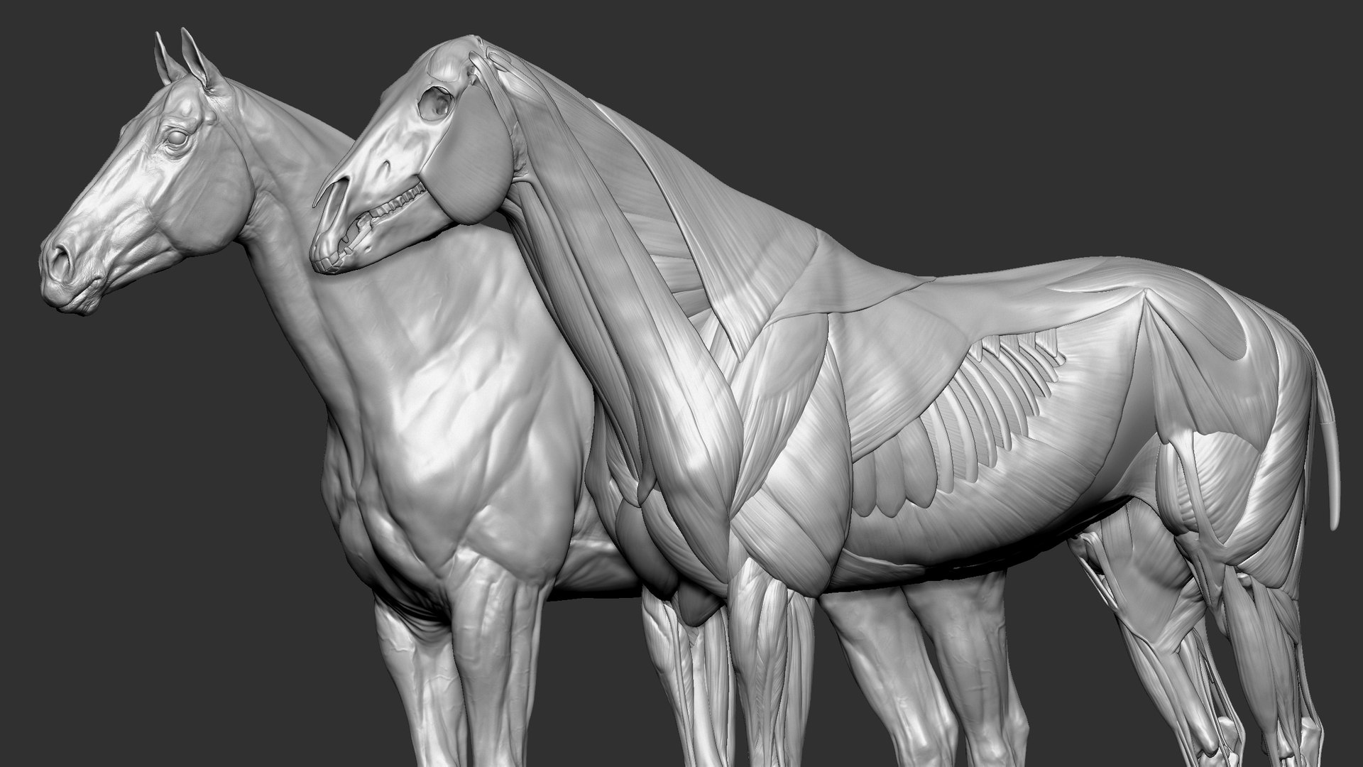 Horse Textured  VFX MUSCLE SIMULATION model https://p.turbosquid.com/ts-thumb/ab/PpinRO/Ka/10/jpg/1624990661/1920x1080/fit_q87/184219662d5eb20fe6b0706ef43cba4ecbbf102f/10.jpg