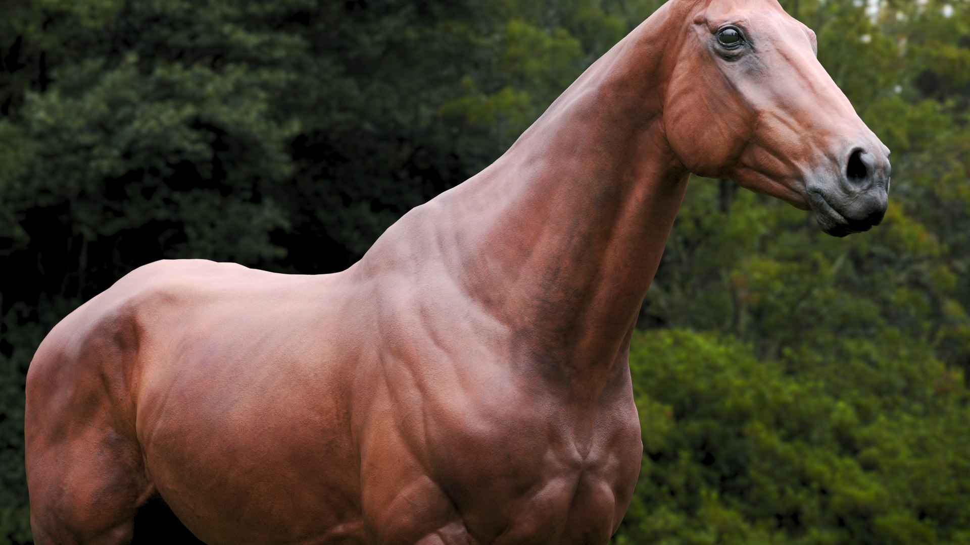 Horse Textured  VFX MUSCLE SIMULATION model https://p.turbosquid.com/ts-thumb/ab/PpinRO/Kg/1g/jpg/1624990928/1920x1080/fit_q87/36f2b5164229d0afd4bd585db59c50e00974d3a5/1g.jpg