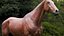 Horse Textured  VFX MUSCLE SIMULATION