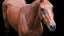 Horse Textured  VFX MUSCLE SIMULATION