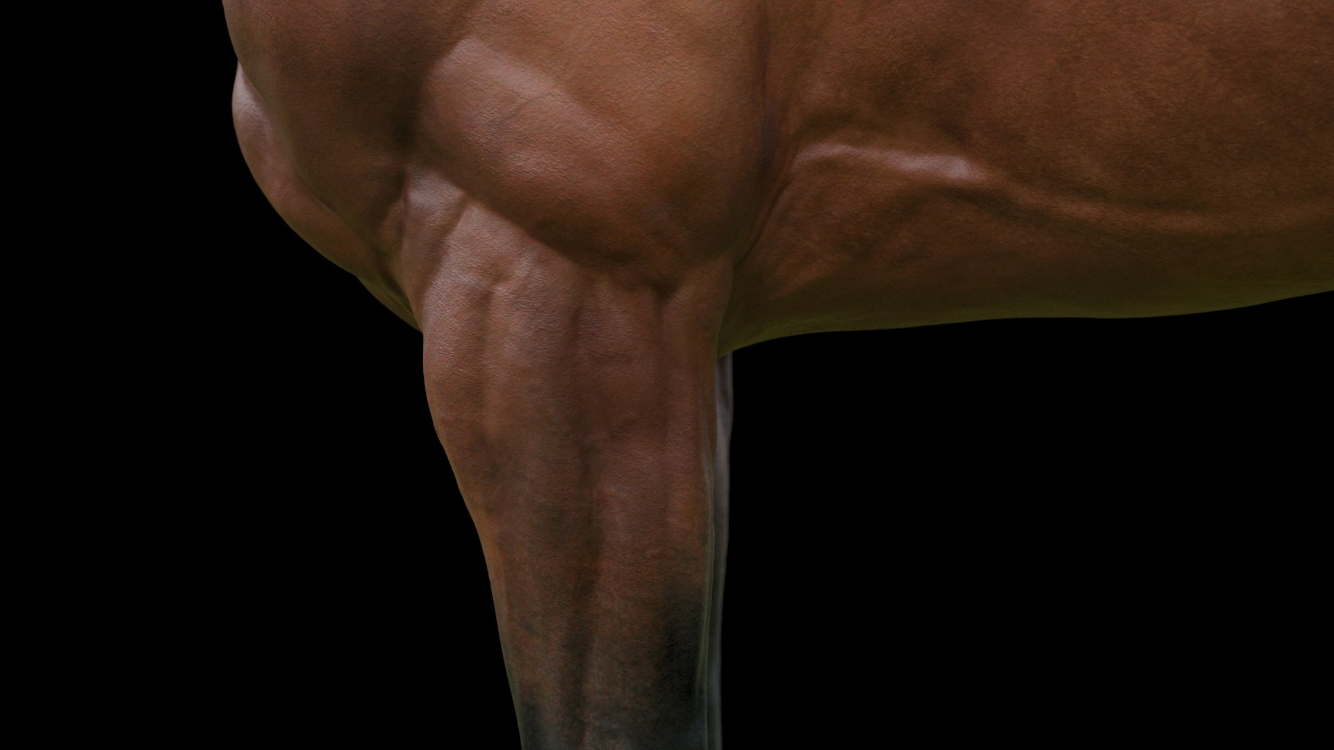 Horse Textured  VFX MUSCLE SIMULATION model https://p.turbosquid.com/ts-thumb/ab/PpinRO/Na/24g/jpg/1624990923/1920x1080/fit_q87/f6d6464f7c519bbd0ac896820bb4a04a11a59015/24g.jpg