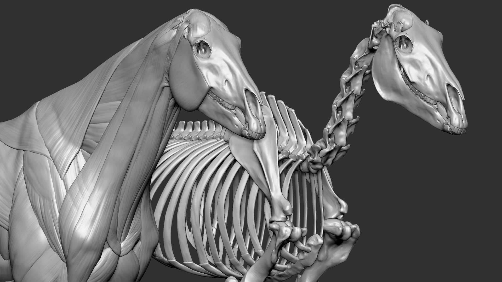 Horse Textured  VFX MUSCLE SIMULATION model https://p.turbosquid.com/ts-thumb/ab/PpinRO/Ri/12/jpg/1624990661/1920x1080/fit_q87/e0481cda522f17b380d88fb1201520b23d5c1698/12.jpg