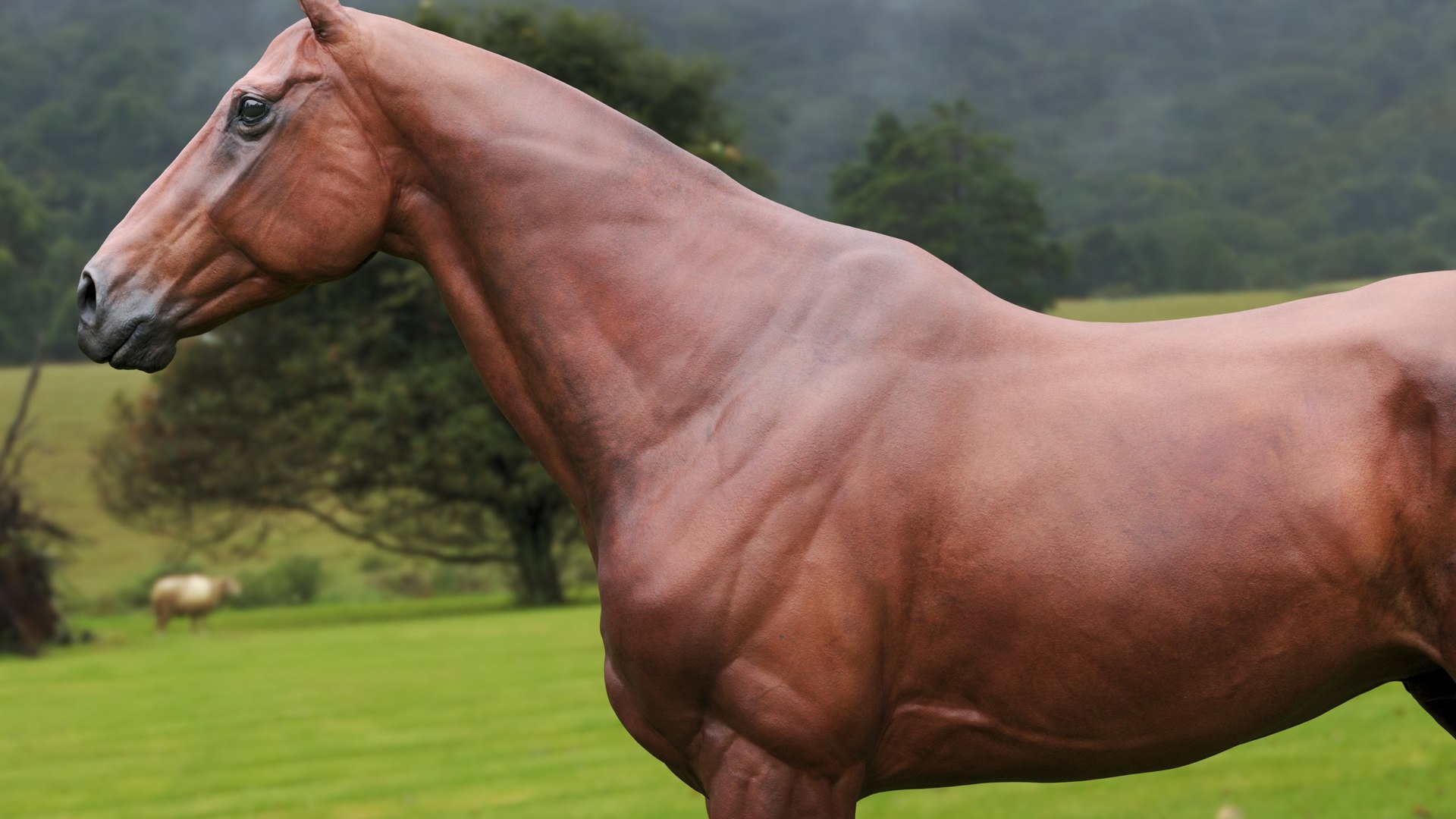 Horse Textured  VFX MUSCLE SIMULATION model https://p.turbosquid.com/ts-thumb/ab/PpinRO/So/10g/jpg/1624990934/1920x1080/fit_q87/47c406d639a11a213c9ebd1656c0e984ebeb3e85/10g.jpg