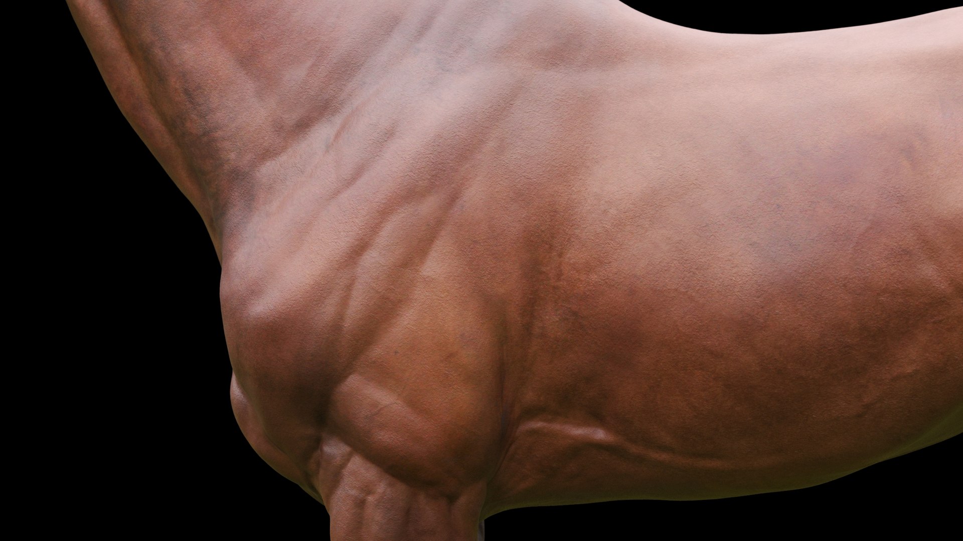 Horse Textured  VFX MUSCLE SIMULATION model https://p.turbosquid.com/ts-thumb/ab/PpinRO/Y8/26_exp2g/jpg/1624991096/1920x1080/fit_q87/037f02668d36772638da1f964b0fb52e06fbaa74/26_exp2g.jpg
