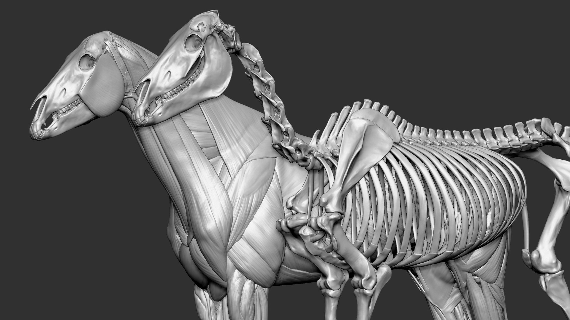 Horse Textured  VFX MUSCLE SIMULATION model https://p.turbosquid.com/ts-thumb/ab/PpinRO/Yl/15/jpg/1624990661/1920x1080/fit_q87/a072c9040fc5a63d18a19422a6753232c7a3aa02/15.jpg