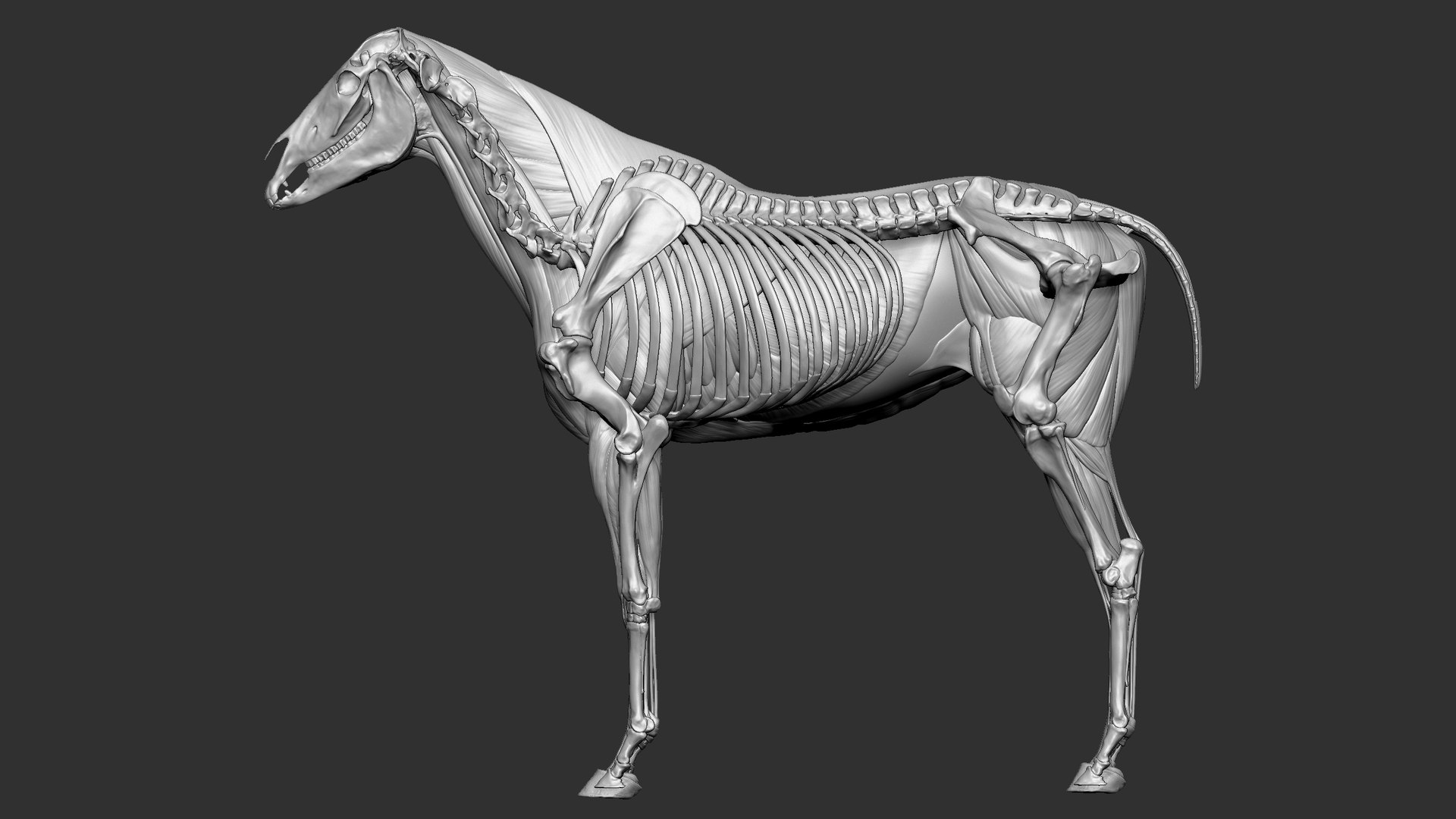 Horse Textured  VFX MUSCLE SIMULATION model https://p.turbosquid.com/ts-thumb/ab/PpinRO/dB/4/jpg/1624990688/1920x1080/fit_q87/7efba7edd1119284abbf64218fbec1ca9895067c/4.jpg