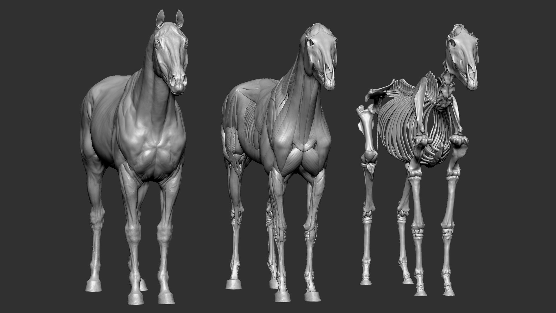 Horse Textured  VFX MUSCLE SIMULATION model https://p.turbosquid.com/ts-thumb/ab/PpinRO/fF/8/jpg/1624990661/1920x1080/fit_q87/e1cdb18957a44b13a08962e81292661e6295d508/8.jpg
