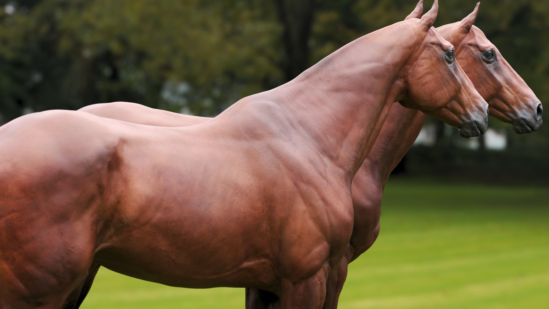Horse Textured  VFX MUSCLE SIMULATION model https://p.turbosquid.com/ts-thumb/ab/PpinRO/hu/11g/jpg/1624990930/1920x1080/fit_q87/712d17c5ffa19bbbc68b0722c6a225434baa7d9d/11g.jpg