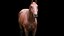 Horse Textured  VFX MUSCLE SIMULATION