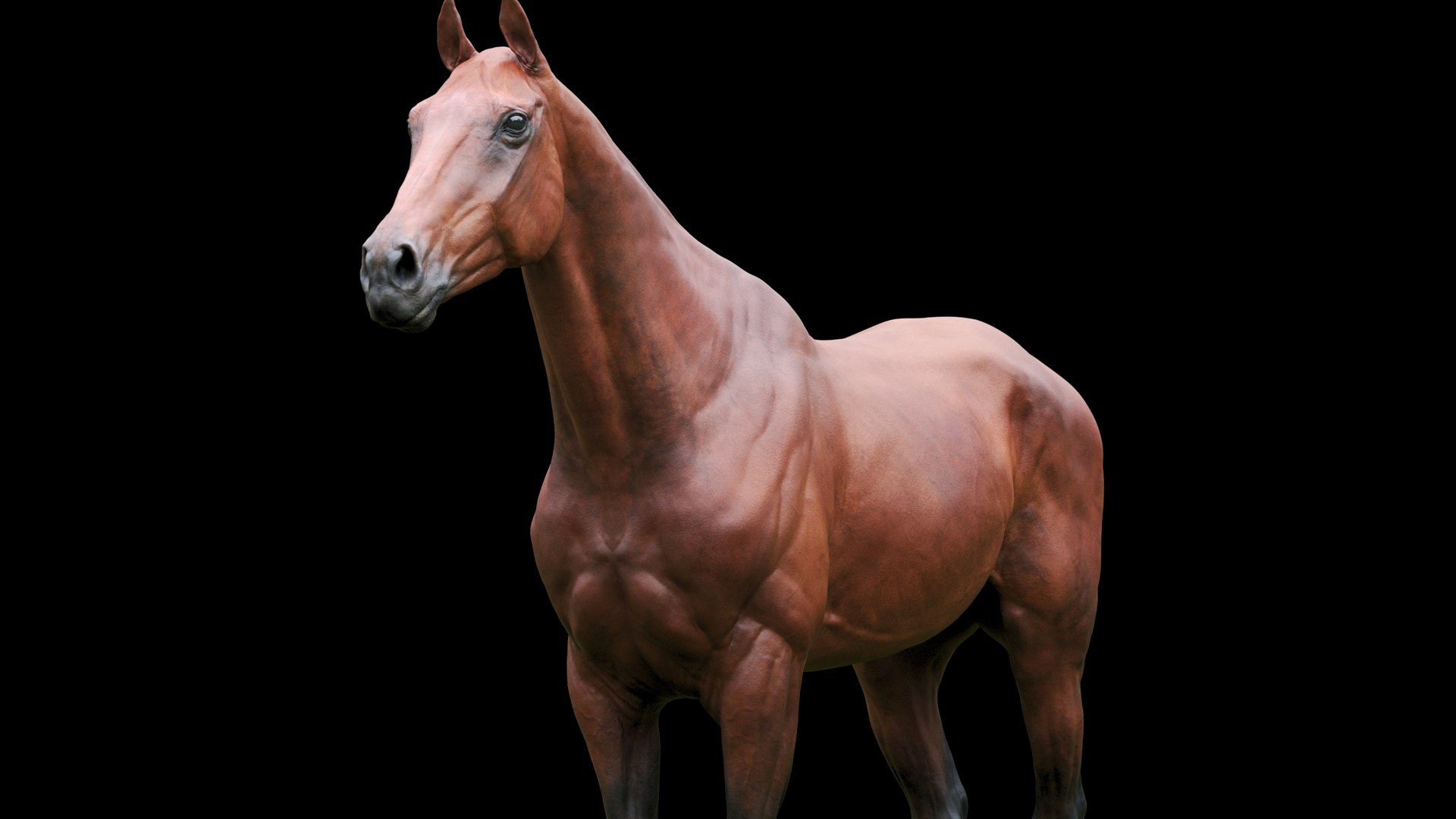 Horse Textured  VFX MUSCLE SIMULATION model https://p.turbosquid.com/ts-thumb/ab/PpinRO/kN/8g/jpg/1624990926/1920x1080/fit_q87/62205fbc78e899503aefdad31790696067a809eb/8g.jpg