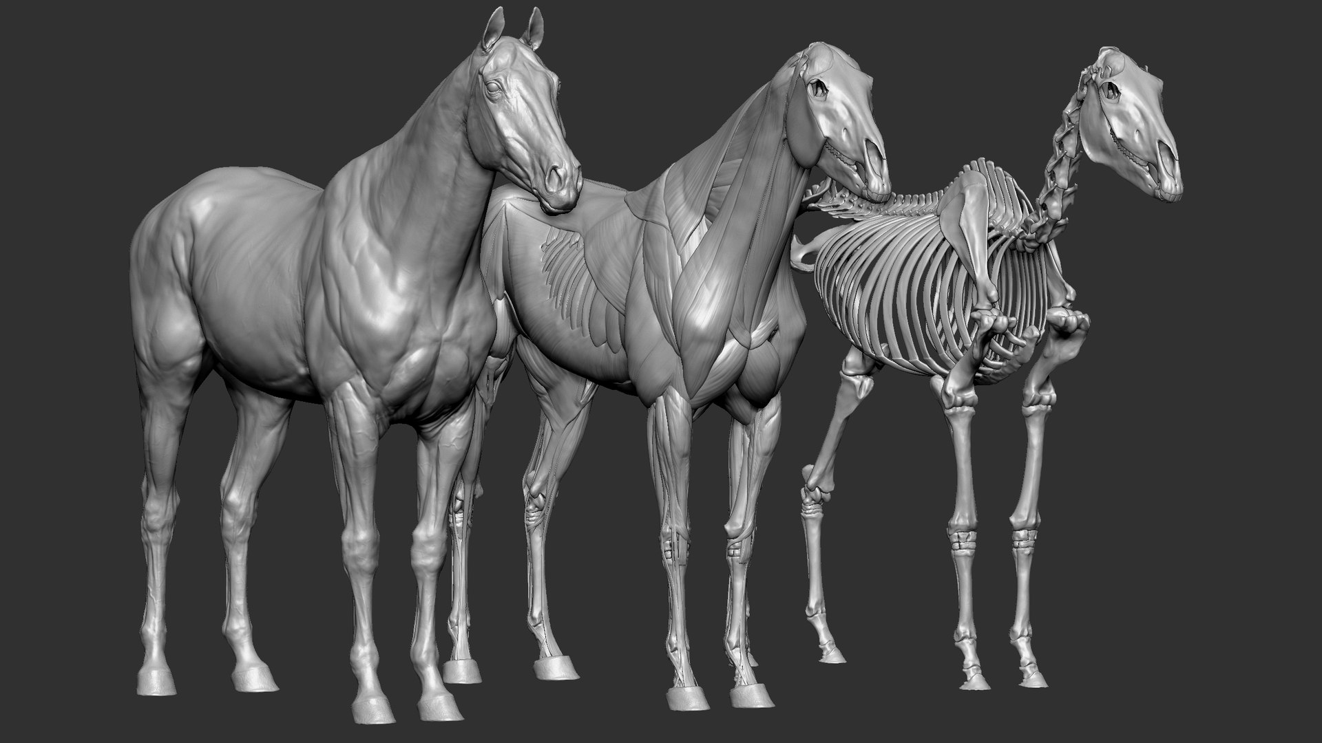 Horse Textured  VFX MUSCLE SIMULATION model https://p.turbosquid.com/ts-thumb/ab/PpinRO/oD/6/jpg/1624990686/1920x1080/fit_q87/94591213df8b6fd43839394695eebbc0e0a9efaf/6.jpg