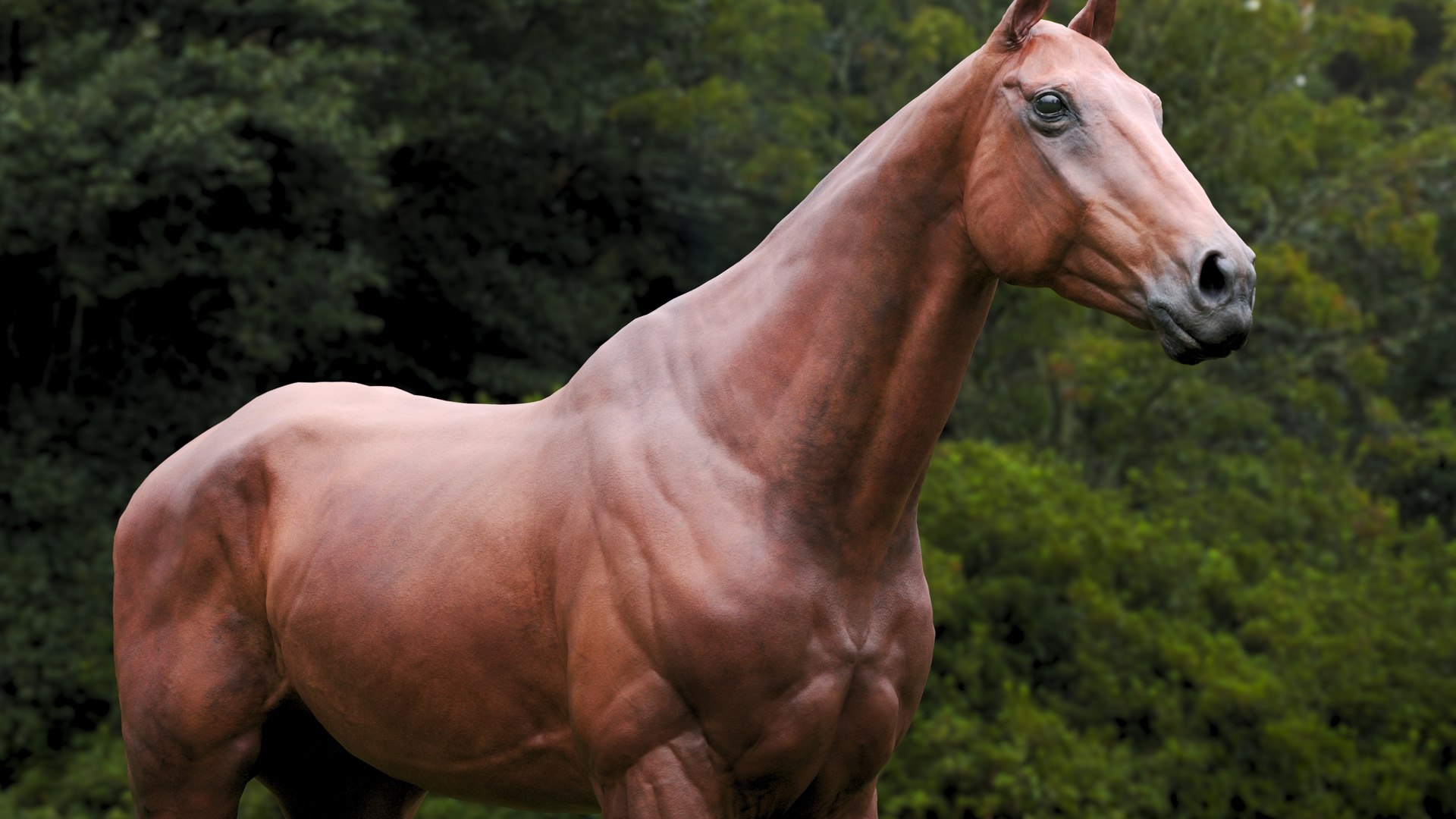 Horse Textured  VFX MUSCLE SIMULATION model https://p.turbosquid.com/ts-thumb/ab/PpinRO/rD/2g/jpg/1624990924/1920x1080/fit_q87/65f0db0fd83a341146b0e02dc5dc6b01e71a67ec/2g.jpg