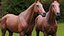 Horse Textured  VFX MUSCLE SIMULATION