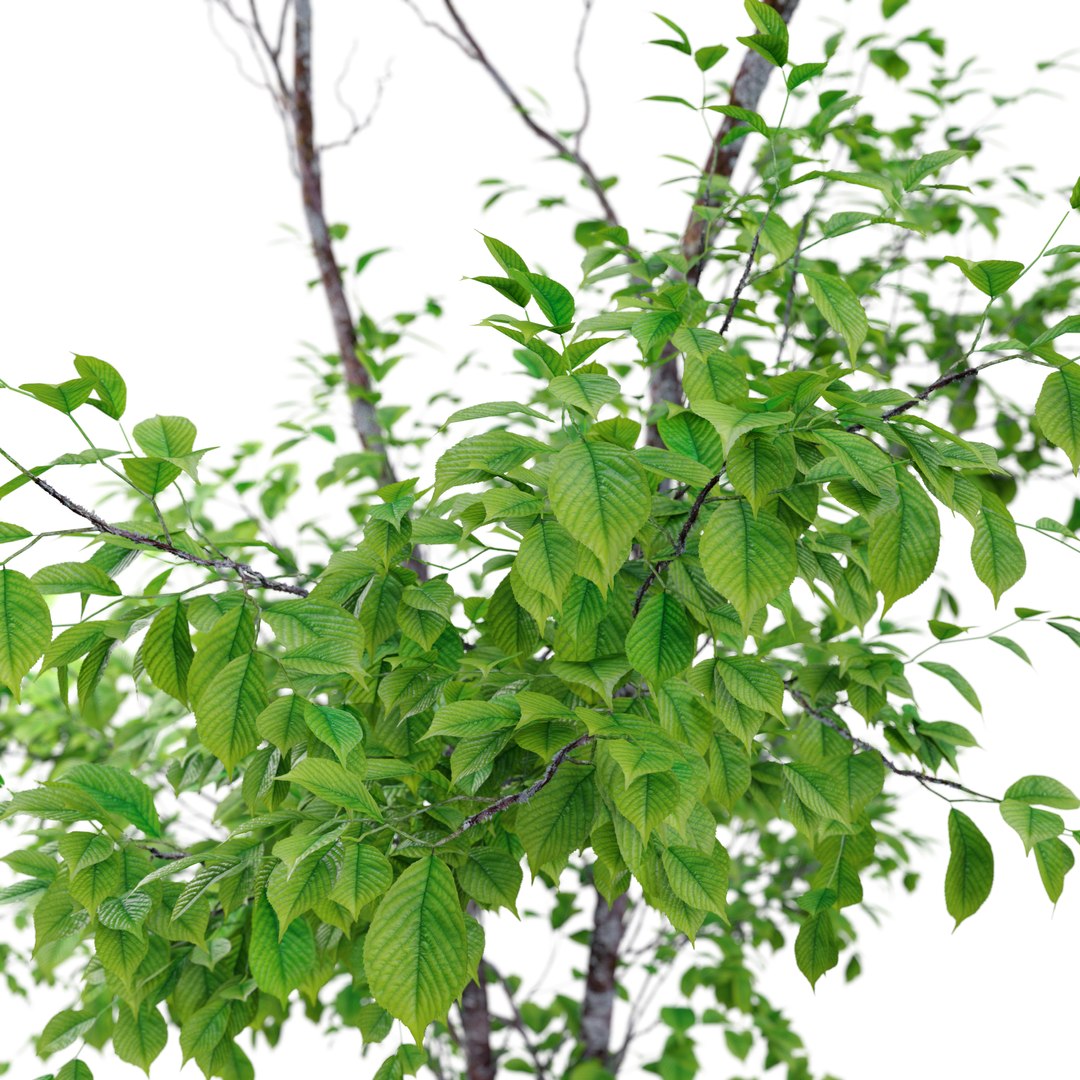 Cherry Sapling 3D Model - TurboSquid 1930690