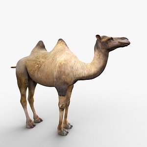 3d max camel