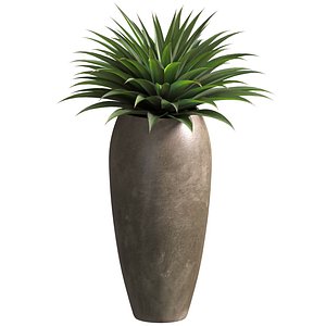 Agave plant in tall modern vase Tall Pot 3D model