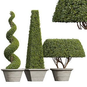 3D New Plant Ficus Concinna Bonsai Pruned14 model
