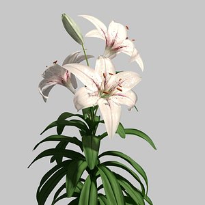 lilies 3d model