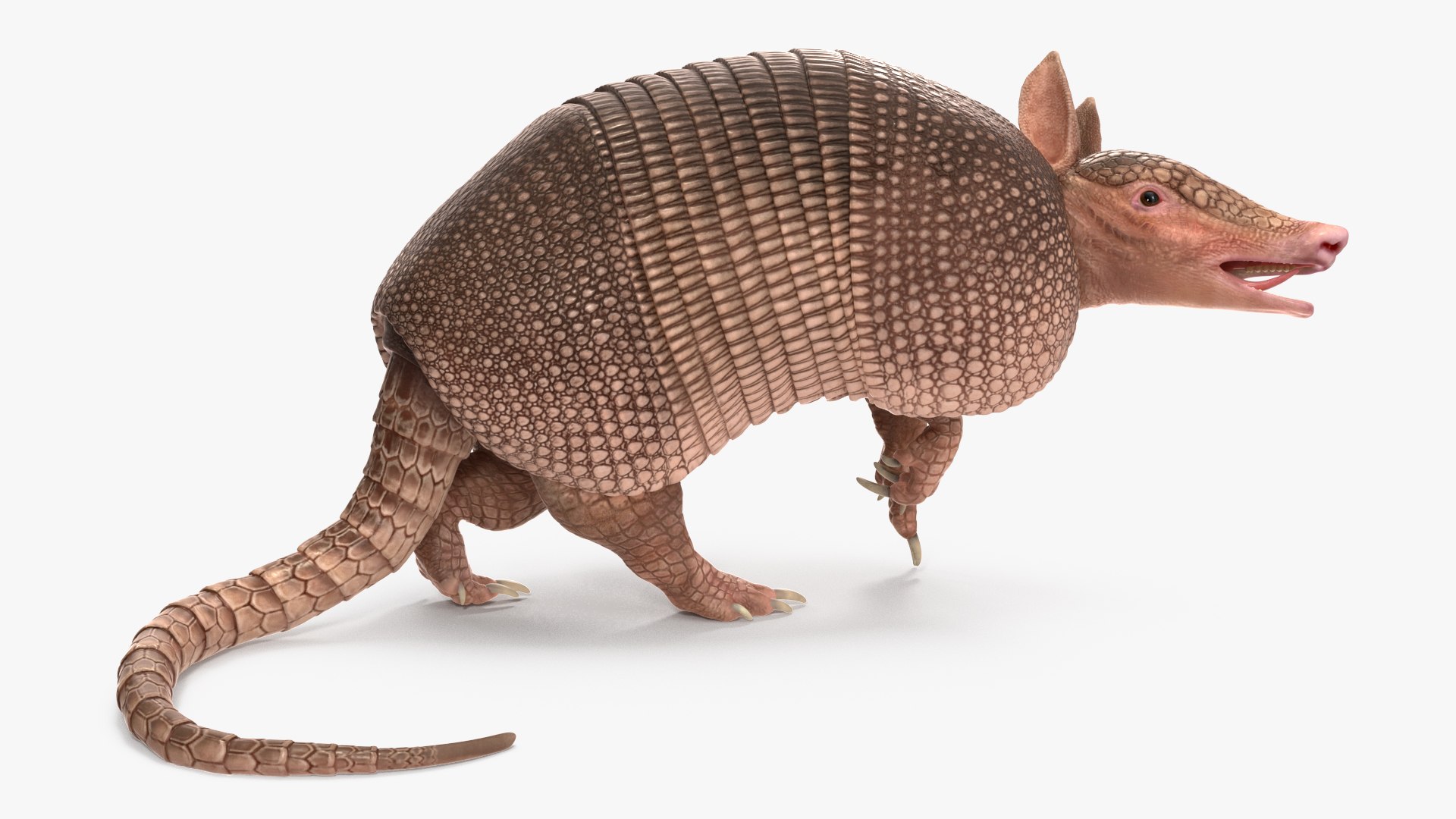 Armadillo Pink Rigged For Maya Model - TurboSquid 2409948