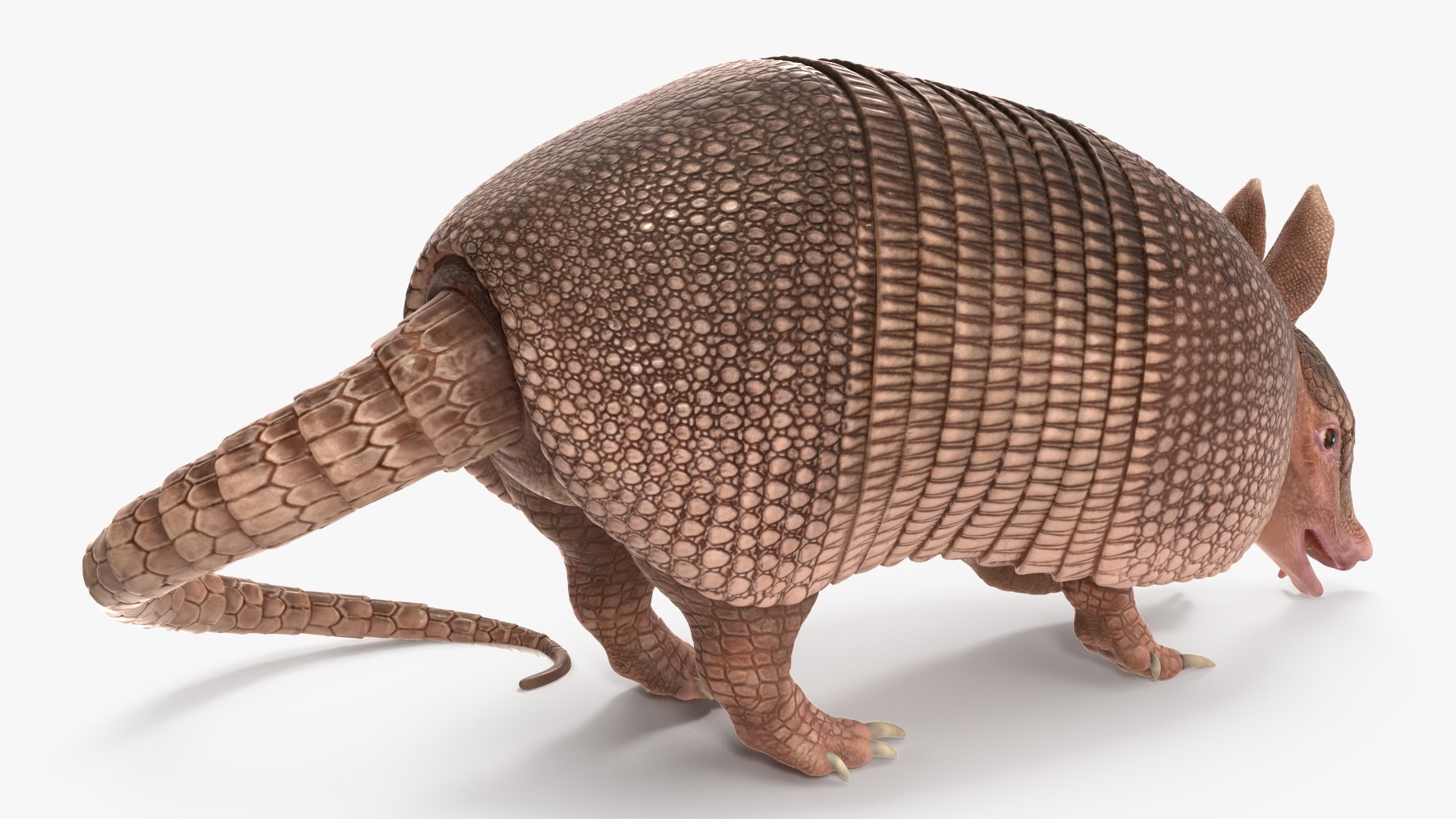 Armadillo Pink Rigged For Maya Model - TurboSquid 2409948