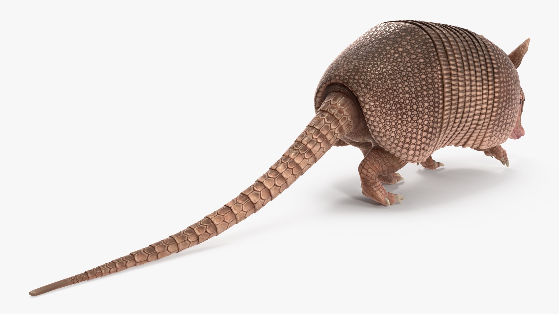 Armadillo Pink Rigged For Maya Model - TurboSquid 2409948