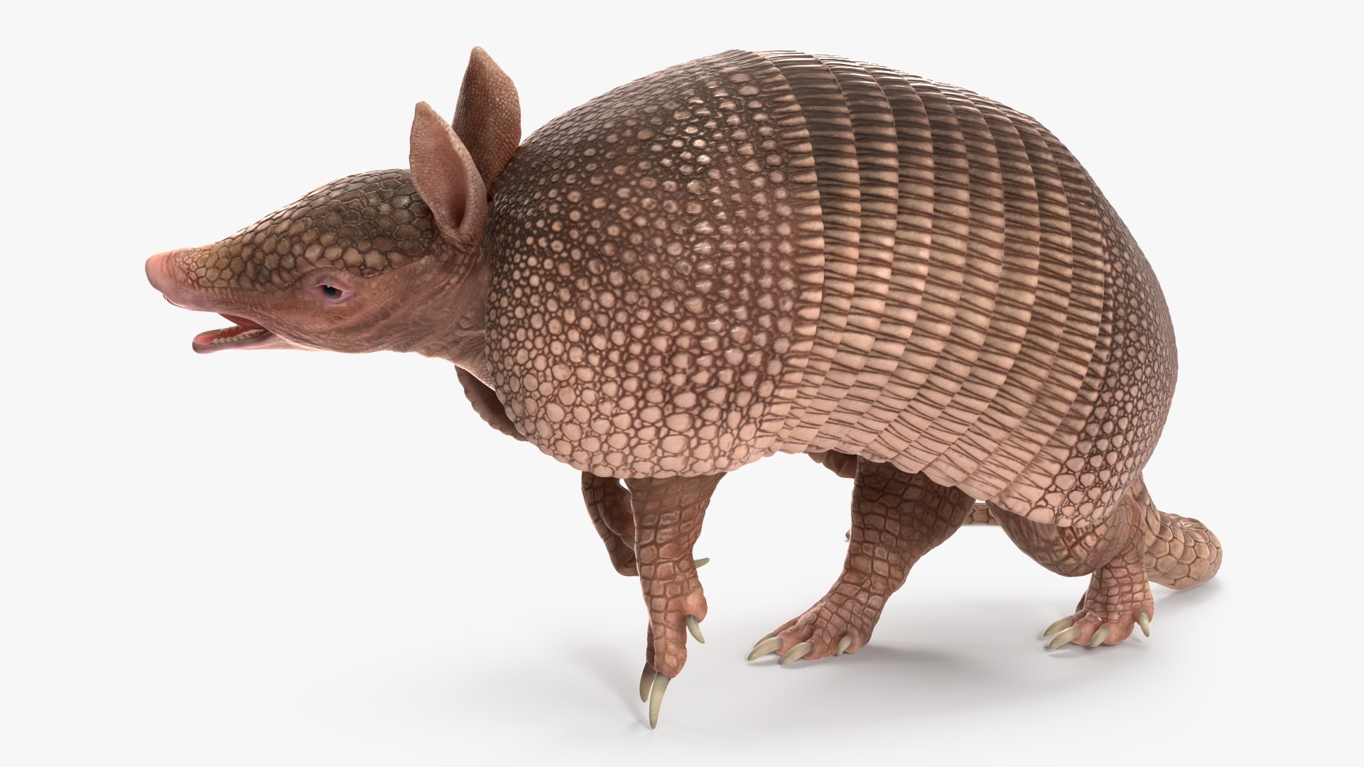 Armadillo Pink Rigged For Maya Model - TurboSquid 2409948