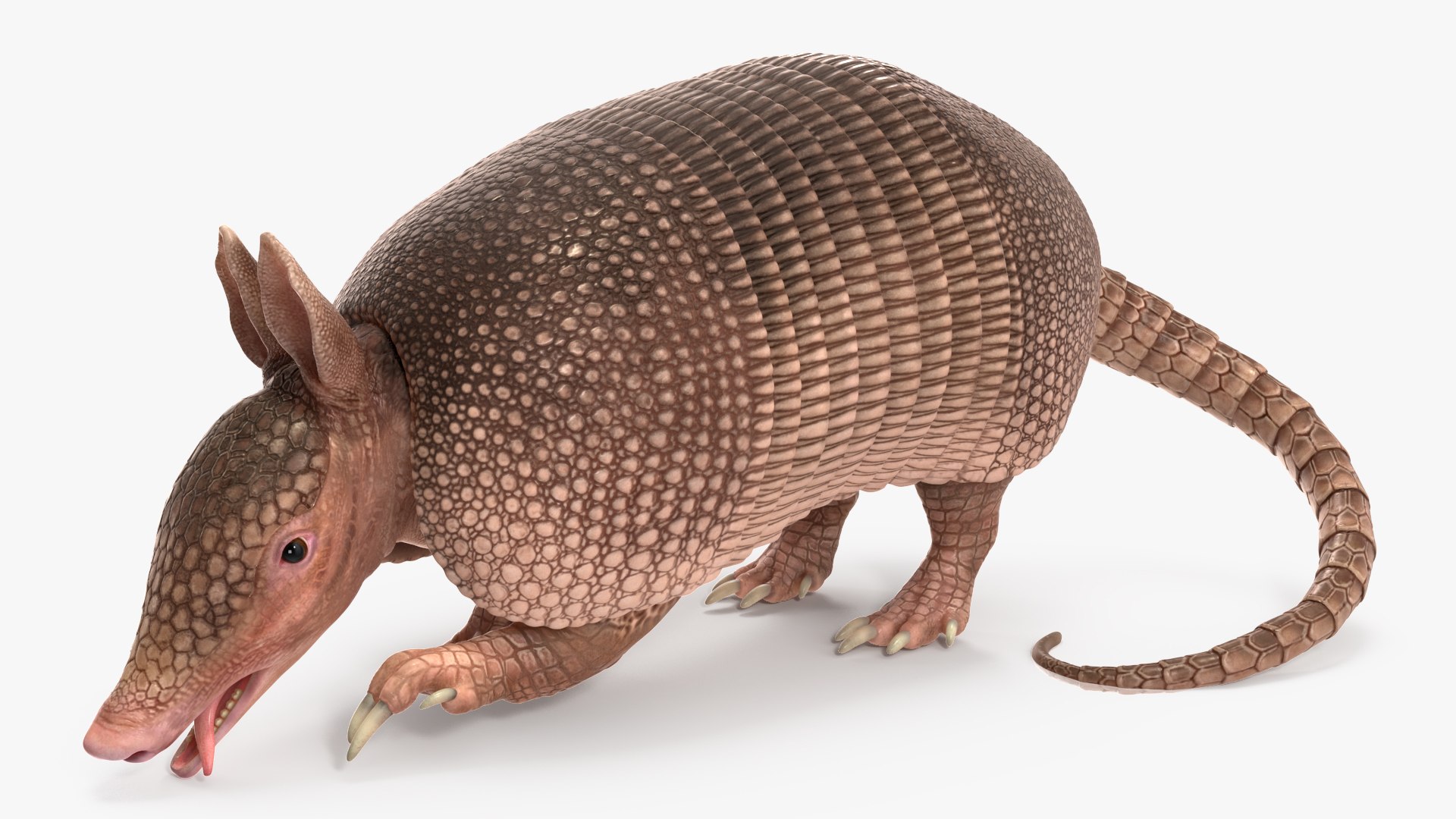Armadillo Pink Rigged For Maya Model - TurboSquid 2409948