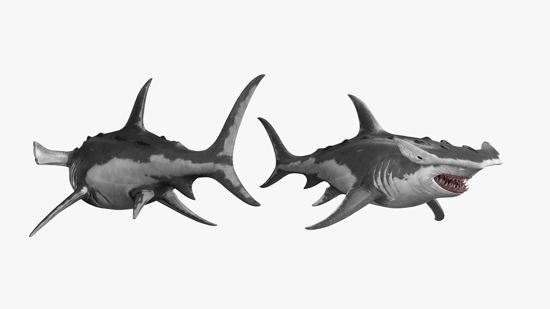 Hammer Shark 3D Model - TurboSquid 2369869