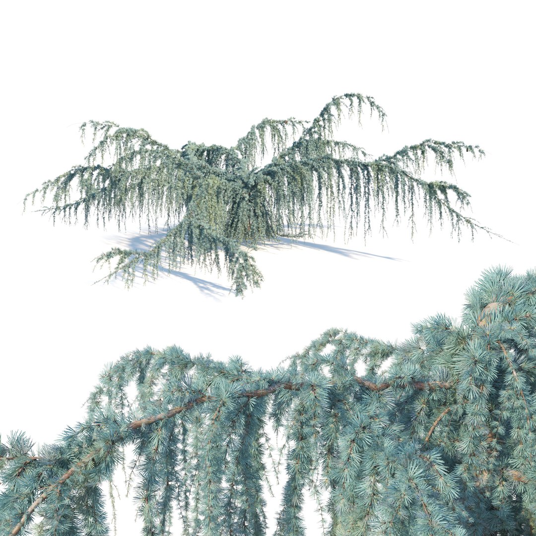 3D Cedrus atlantica pendula 2 model https://p.turbosquid.com/ts-thumb/ac/J5t07X/Oe/preview4fgtr/jpg/1771656548/1920x1080/fit_q87/0ffd2a4ca4ef6df1c9adea6658921626565cab61/preview4fgtr.jpg